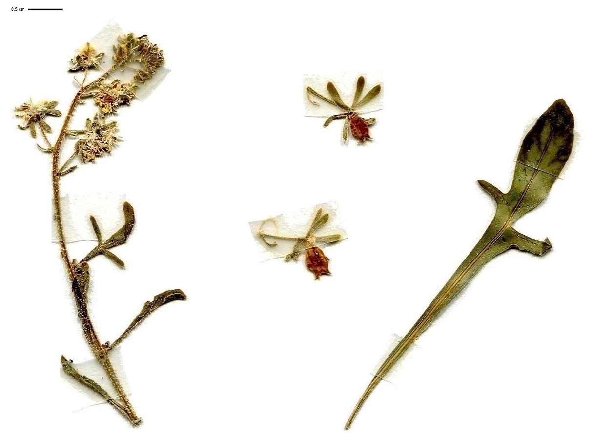 Reseda phyteuma (Resedaceae)